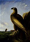 Washington Sea Eagle by John James Audubon